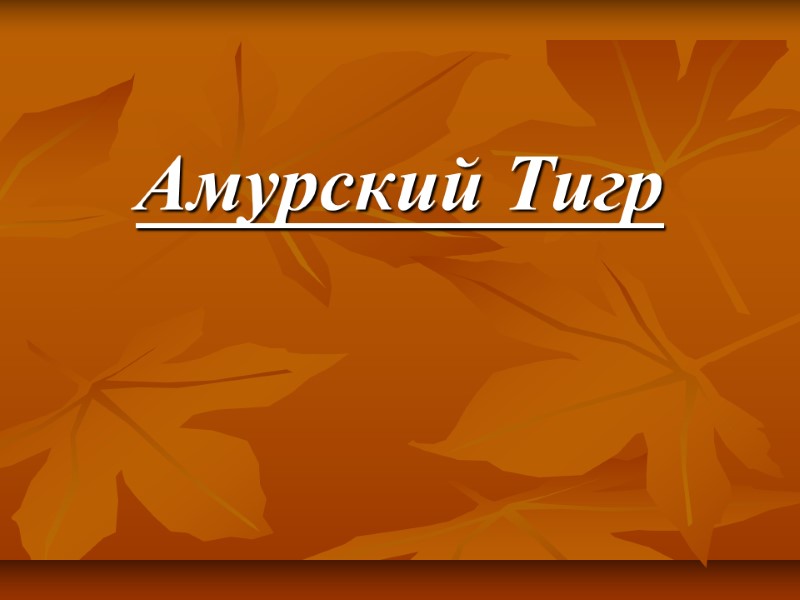 Амурский Тигр